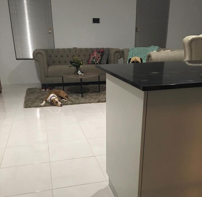 собака всегда подстерегает хозяина