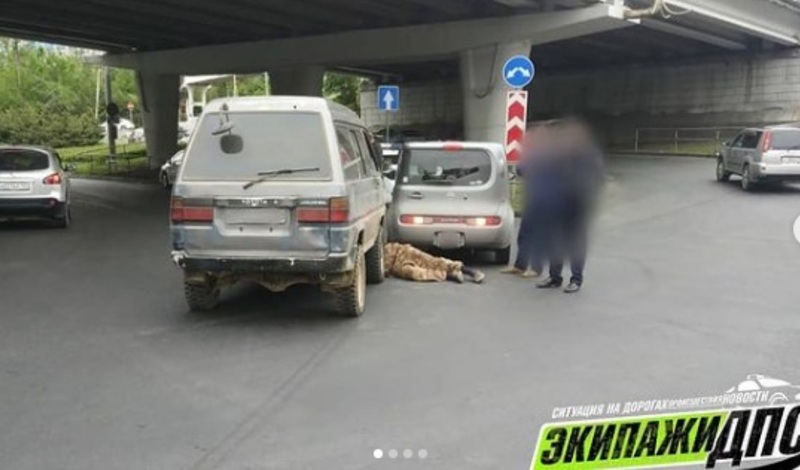 День леопарда владивосток
