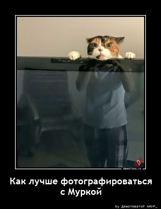 Демотиваторы – приколы: «Я же говорил…» Демотиваторы – приколы: «Я же говорил…»