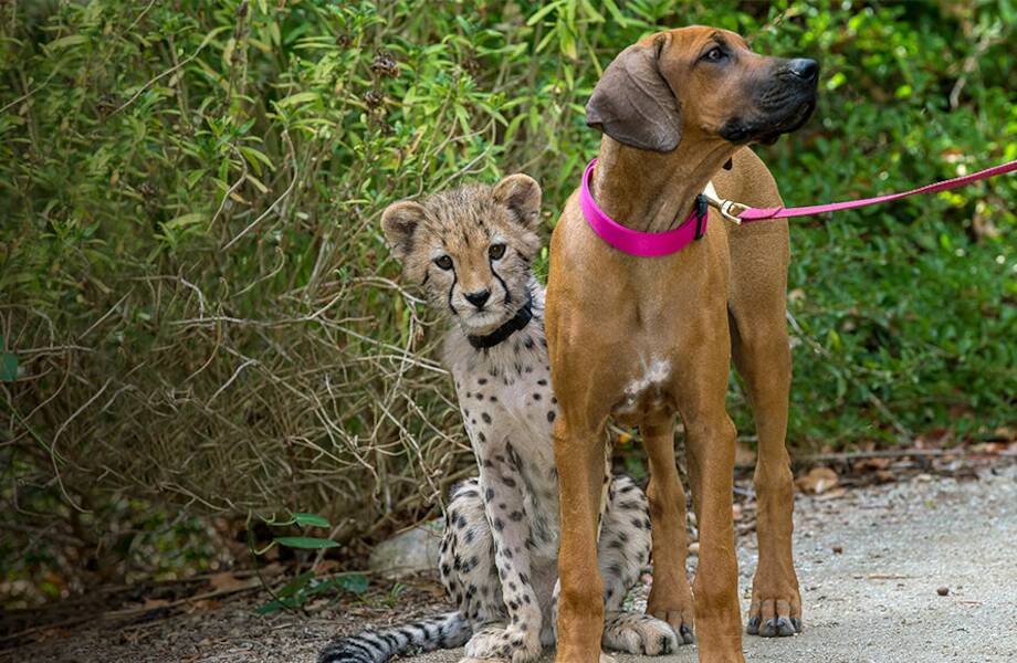 Видео: как подружились собака и гепард