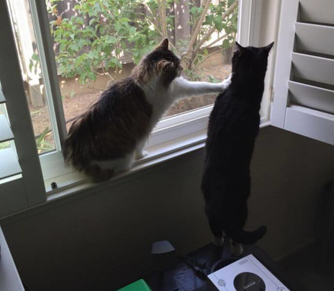 "Не смотри!" "Не смотри!" животные, забавно, коты, мило, питомцы, подборка, фото, юмор