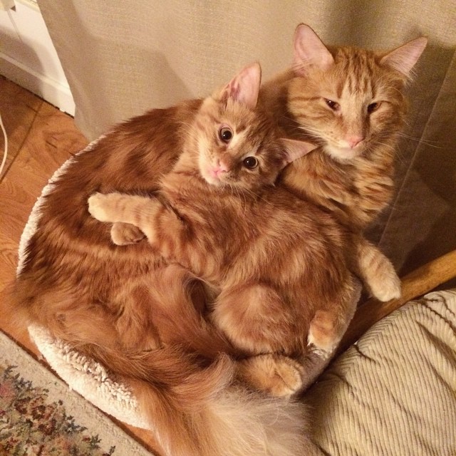 кот воспитывает котенка который на него похож