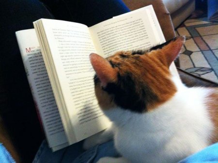 Кошки, которые хотят, чтобы вы прекратили читать!