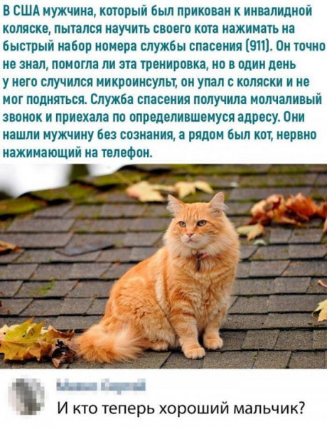 Юмор из интернета 638 Юмор из интернета 638 позитив,смех,улыбки,юмор