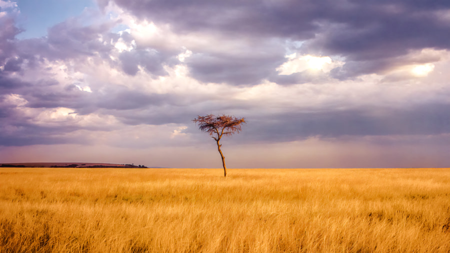 Sabana africana by Chema Rodriguez on 500px.com