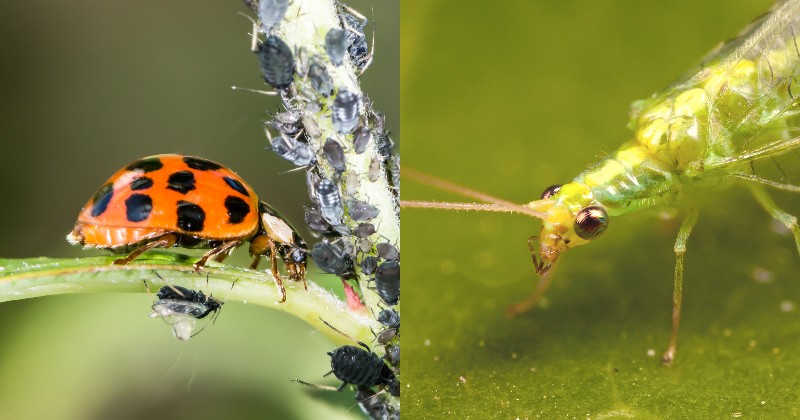 Борьба с тлей народными средствами Борьба с тлей народными средствами