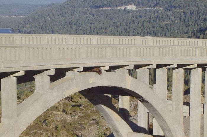 спасение медведя мост, медведь застрял под мостом