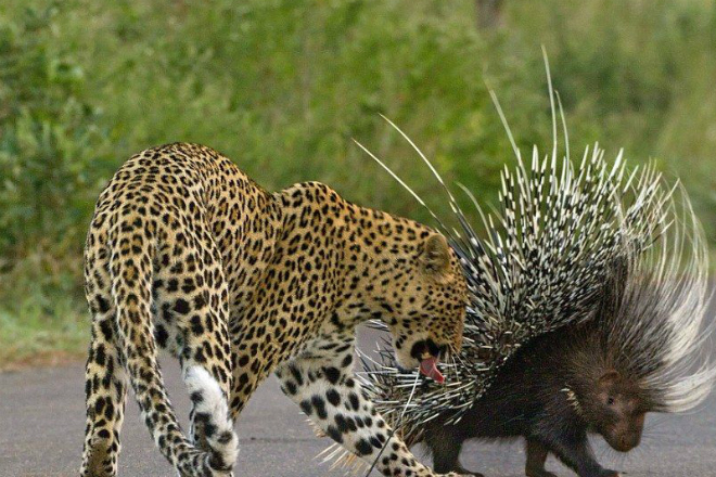 Глупый леопард начал охоту на дикобраза и пожалел об этом на всю жизнь Видео,дикобраз,леопард,национальный парк,охота,Пространство,хищник