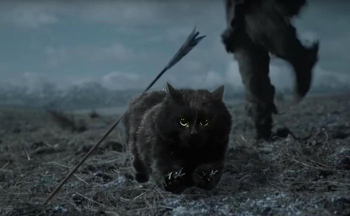 кошка выбежала на поле и прервала регби 