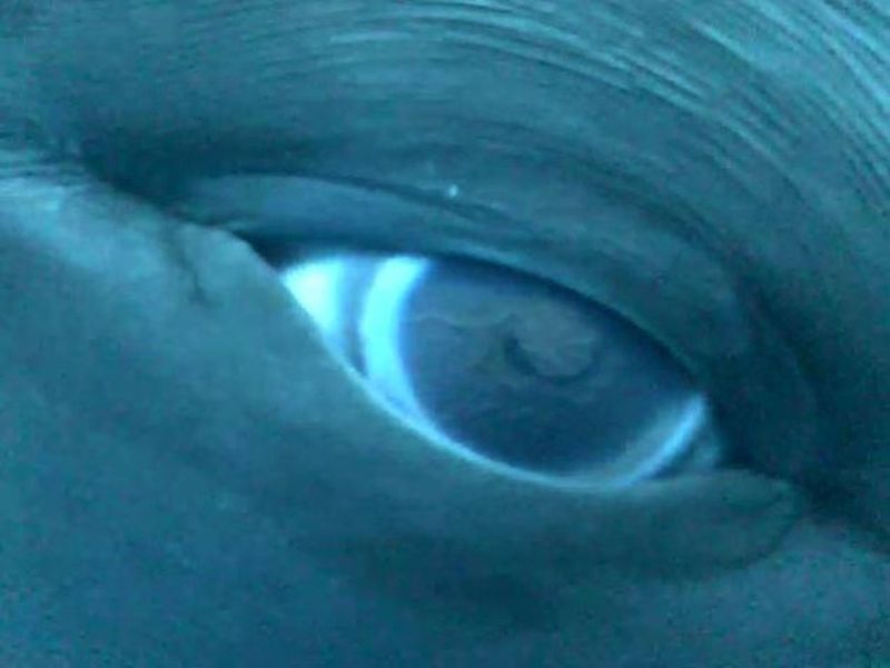 Зрение дельфина