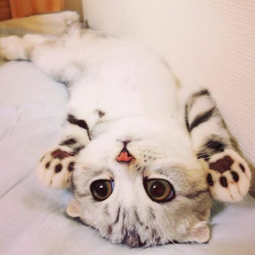 Кошка Хана с большими глазами, взявшая Instagram штурмом (24 фото) Кошка Хана с большими глазами, взявшая Instagram штурмом (24 фото)