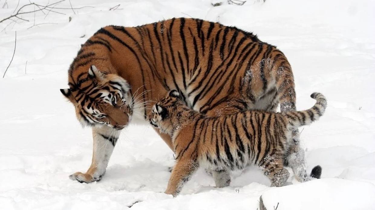 Тигры-убийцы наводят страх на жителей поселка в Приморье