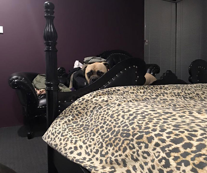 собака всегда подстерегает хозяина 