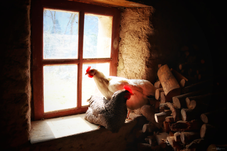 Bain de soleil 🌞 by buzz88 on 500px.com