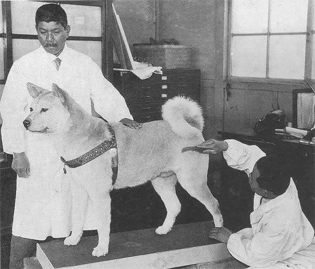 История и редкие фотографии Хатико, самой знаменитой собаки в мире