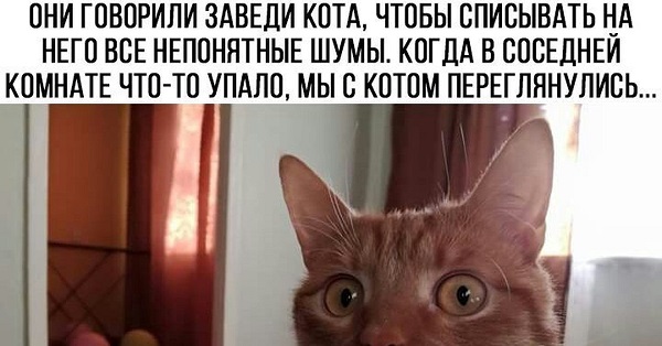 Заведи себе кота! Без кота - жизнь плоха... котом, нового, теперь, раньше, своего, очень, отдать, детей, совсем, победила, магния, переписки, восприимчива, гипнозу, увлекательной, Иначе, мотивам, объяснить, колдуньейТакже, вкусное