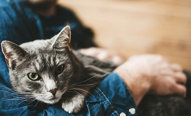 Ученые назвали 5 типов отношений между домашними кошками и человеком Ученые назвали 5 типов отношений между домашними кошками и человеком Культура