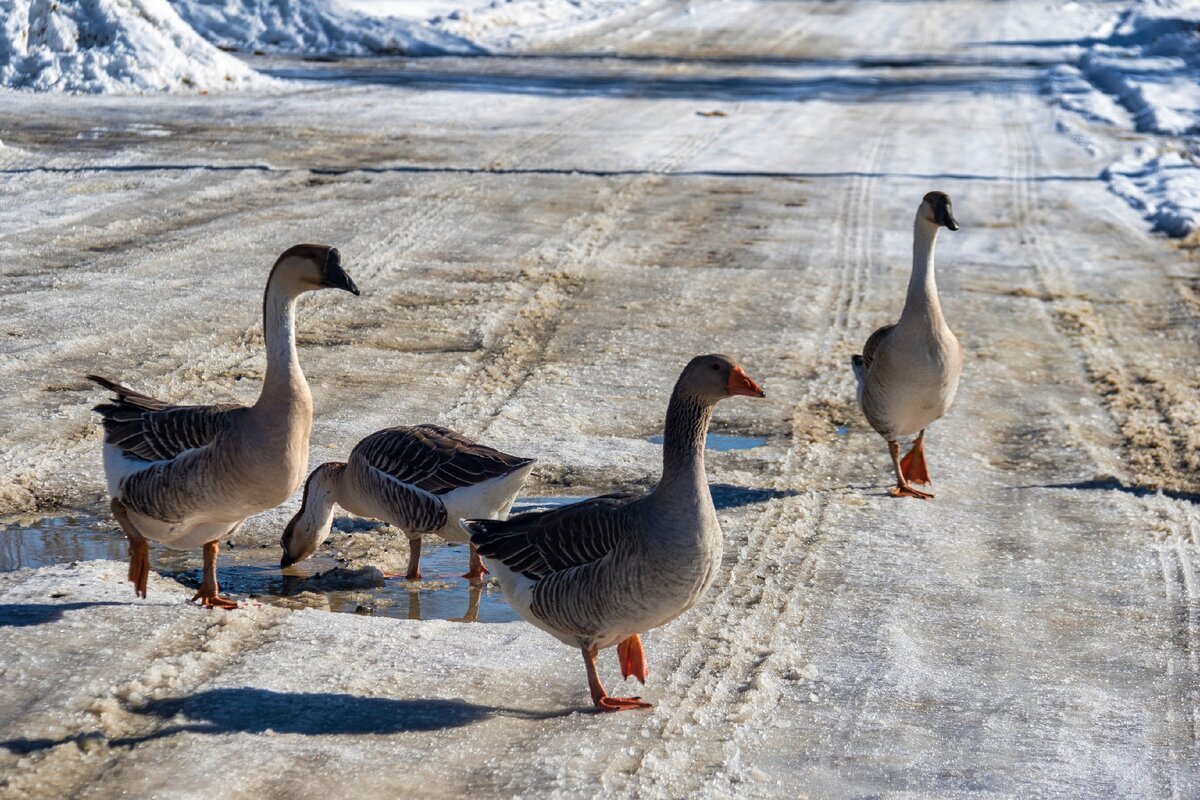 Хутор Зазулин: гуляла среди гусей, кур и овец и нашла немецкий военный мемориал 