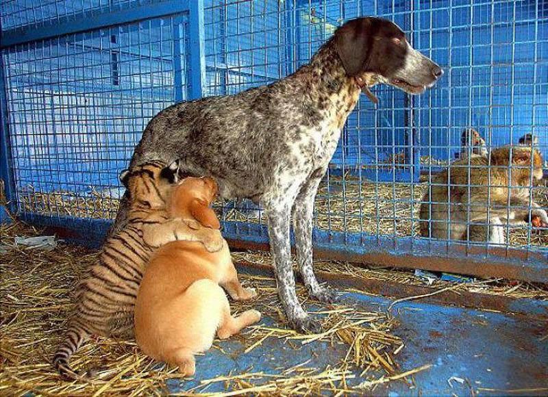 Фотография: Самые трогательные примеры дружбы среди животных №15 - BigPicture.ru