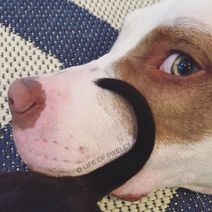 спасенные собаки приняли щенка