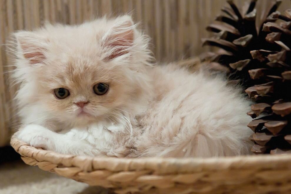 Мы тут временно. Пока не наедимся... Мы тут временно. Пока не наедимся... животные,Истории из жизни,отношения,позитив