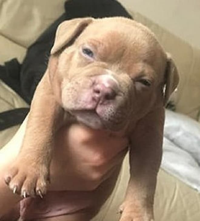 Недовольный щенок