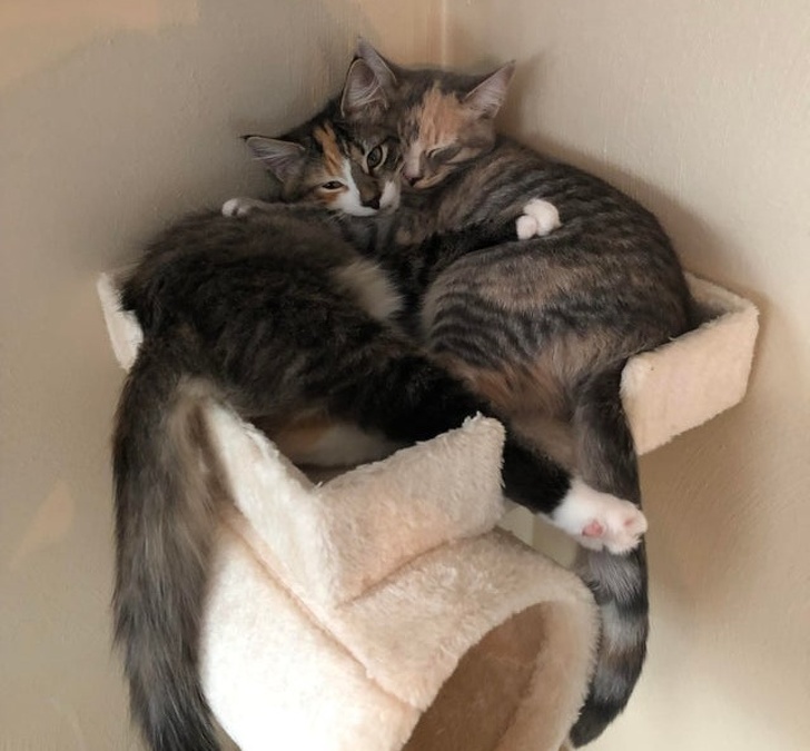 20+ доказательств того, что подарить бездомным животным новую жизнь — бесценно животные,жизнь,общество,приюты