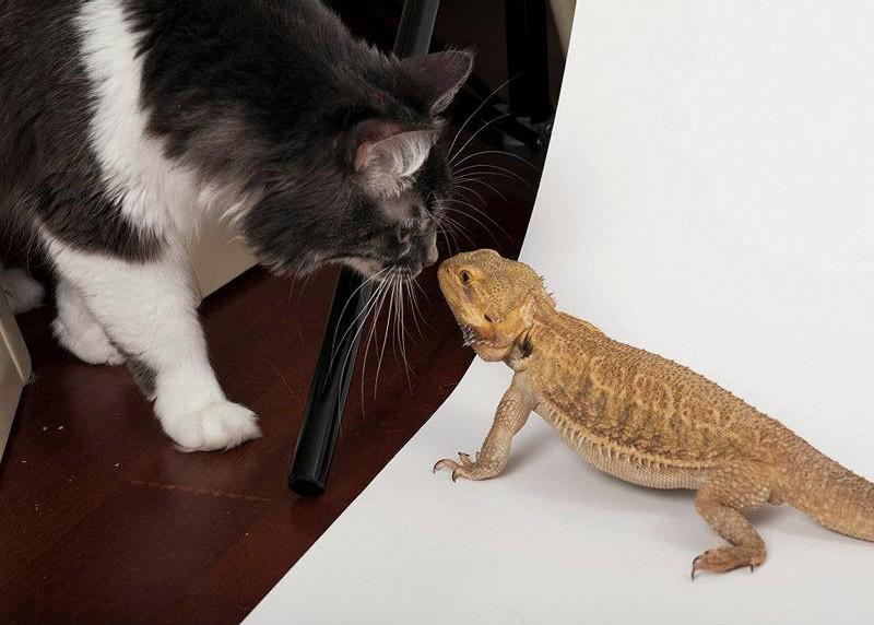 Фотография: Самые трогательные примеры дружбы среди животных №28 - BigPicture.ru