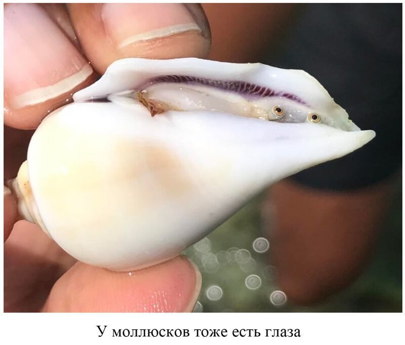 Вы видели всё в жизни? 