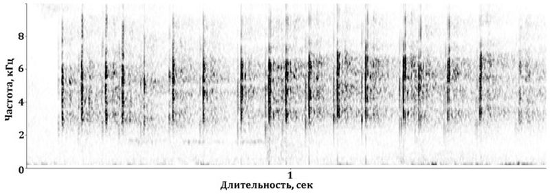 Гималайская салангана  (лат. Aerodramus brevirostris) 