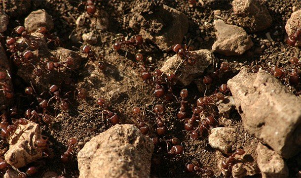 Впечатляющие причины, делающие муравьёв удивительными существами