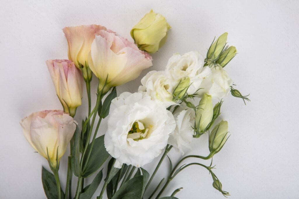 Как заставить эустому цвести букетами: секрет прищипки