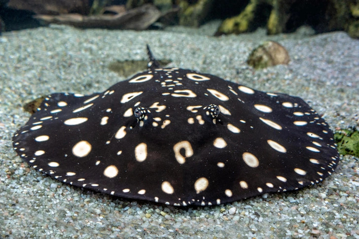 Источник: Miroslav Halama via Shutterstock/Fotodom.ru