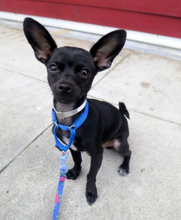 собака высунула язык чтоб понравиться будущим хозяевам