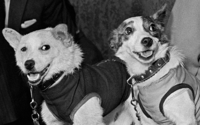 Любимцы детства: животные, которые вызывали умиление всего Советского Союза 
