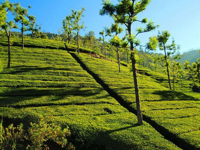 Самые живописные чайные плантации в мире Азия,Африка,планета,чай