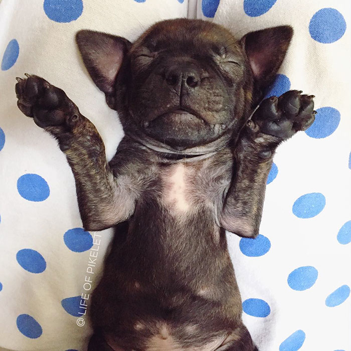 спасенные собаки приняли щенка 