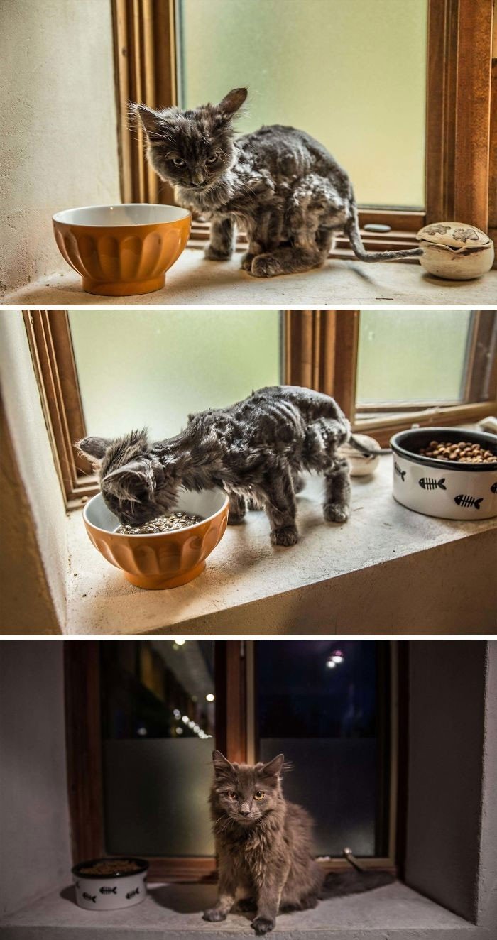 Подобранные на улице коты на снимках: до и после домашние животные,наши любимцы