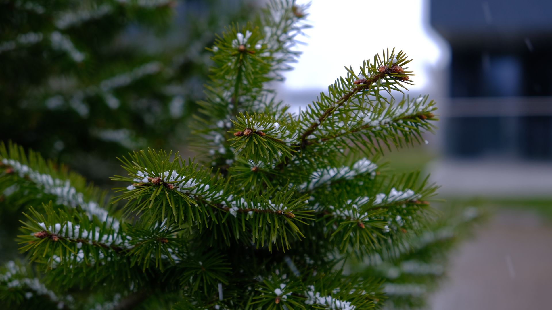В Самарской области высадили ели в память о жертвах фашизма