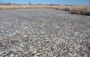 Всё озеро Кунашак покрыто «ковром» из мёртвой рыбы