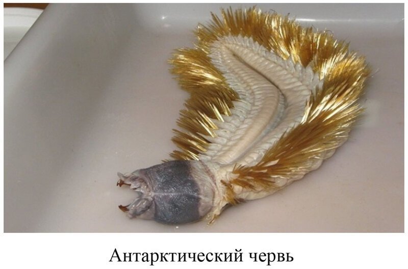 Вы видели всё в жизни? 