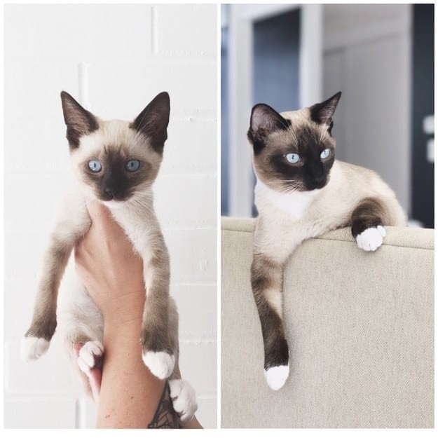 Когда я был котёнком: коты воссоздают свои детские фото до и после, животные, коты, кошки, мило, питомцы, сравнение, фото