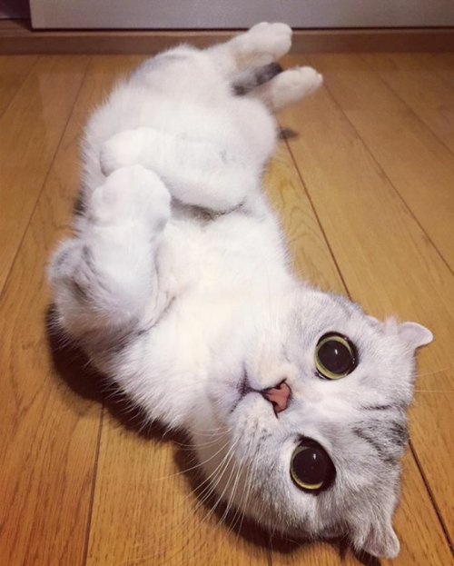 Кошка Хана с большими глазами, взявшая Instagram штурмом (24 фото) Кошка Хана с большими глазами, взявшая Instagram штурмом (24 фото)