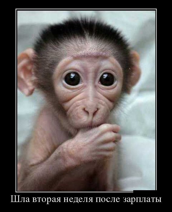 Порция демотиваторов на любой вкус 