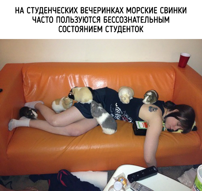 забавные факты о животных 