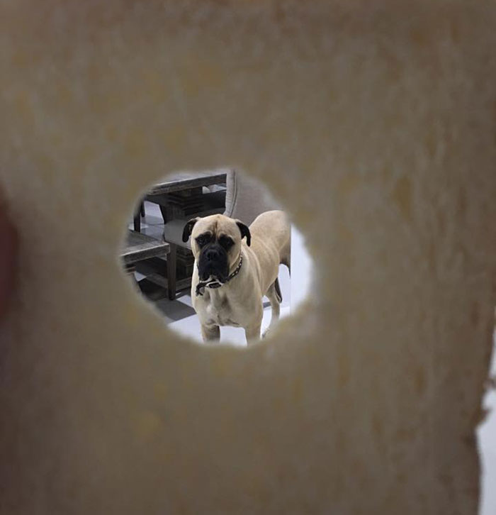 собака всегда подстерегает хозяина 