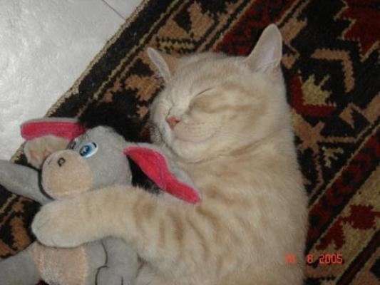 Очаровательные котики
