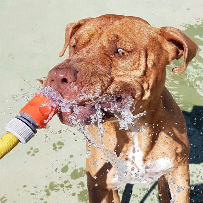 Она просто обожает воду Она просто обожает воду банный день, ванна, животные, купание, шок