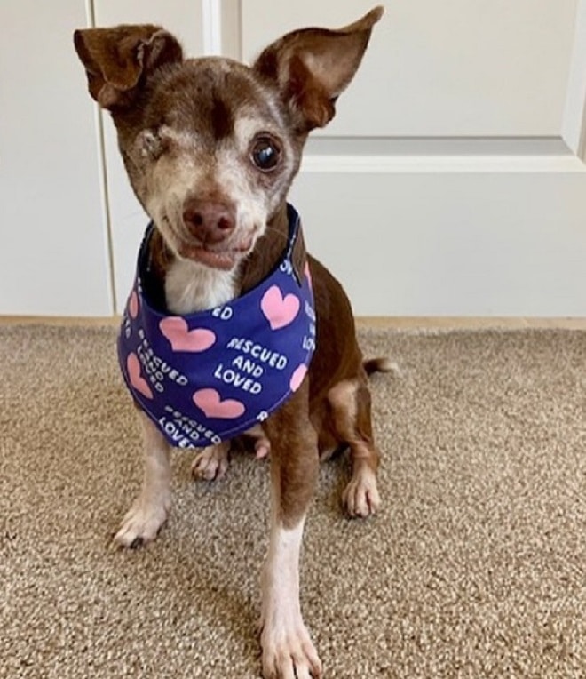 Пес без глаза