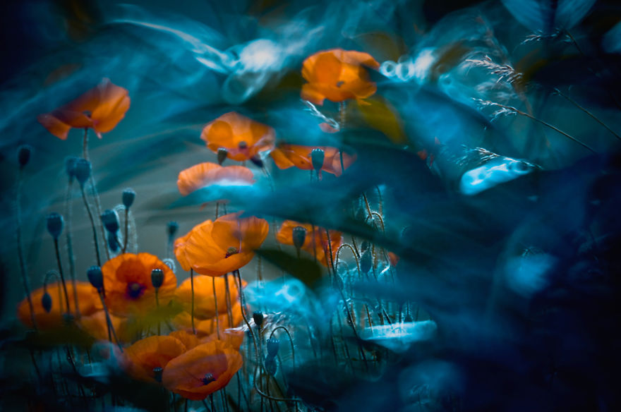 сказочный макро-мир в фотографиях Магда Васичек